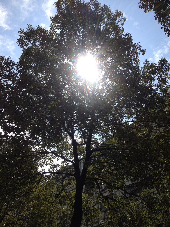 阳光穿透枝桠,地面树影斑驳,不