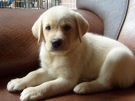 黑色拉布拉多幼犬