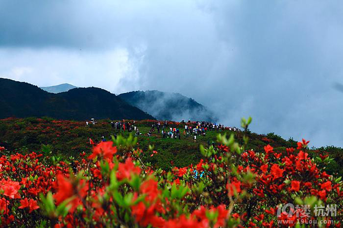 山花烂漫的遂昌高坪