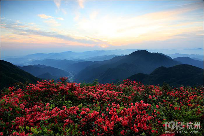 山花烂漫的遂昌高坪
