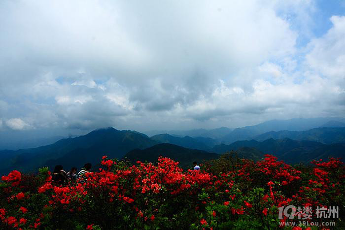 山花烂漫的遂昌高坪