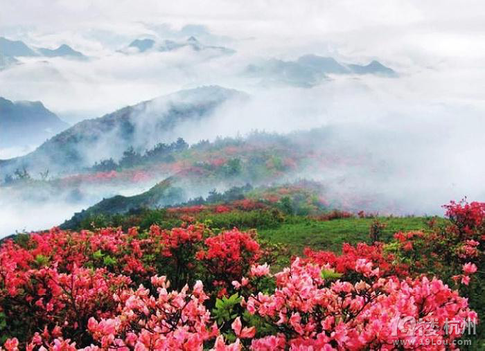 山花烂漫的遂昌高坪