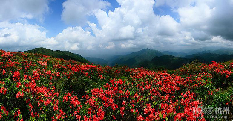 山花烂漫的遂昌高坪