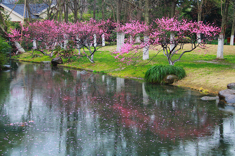 春雨中的西湖别样美