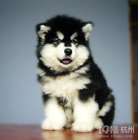 阿拉斯加雪橇犬大气英俊遛弯看家超可爱哦