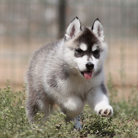 顶尖三把火黄金武士直系哈士奇幼犬—质保三年签协议