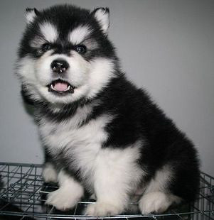 十字脸桃脸阿拉斯加