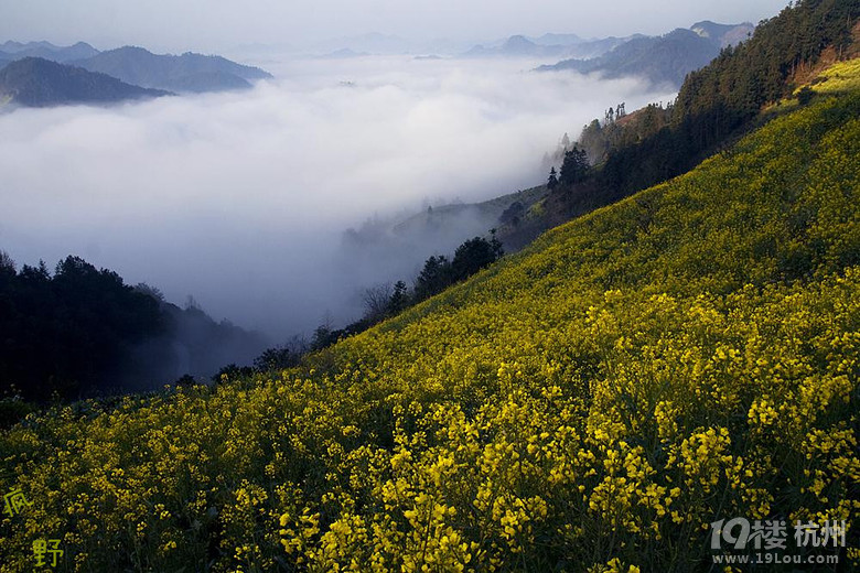 3月15日,深山古村花海漫步 安徽石潭春韵1日游
