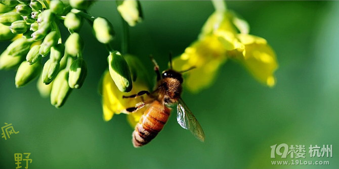 3月15日,深山古村花海漫步 安徽石潭春韵1日游