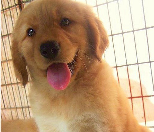 宽嘴大头金毛犬 cku认证犬舍 纯种健康签协议