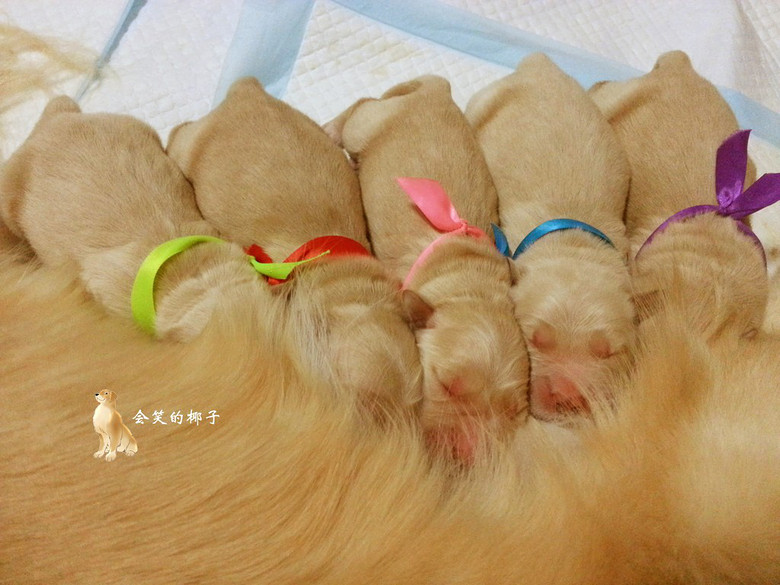 在售赛级金毛 韩国登录冠军POLO和美国登录冠