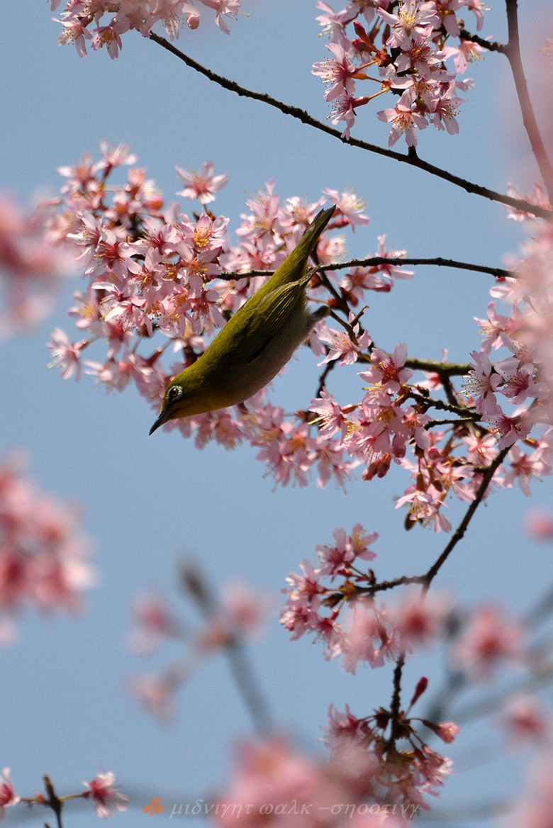 鸟语花香-风景照-19摄区-杭州19楼