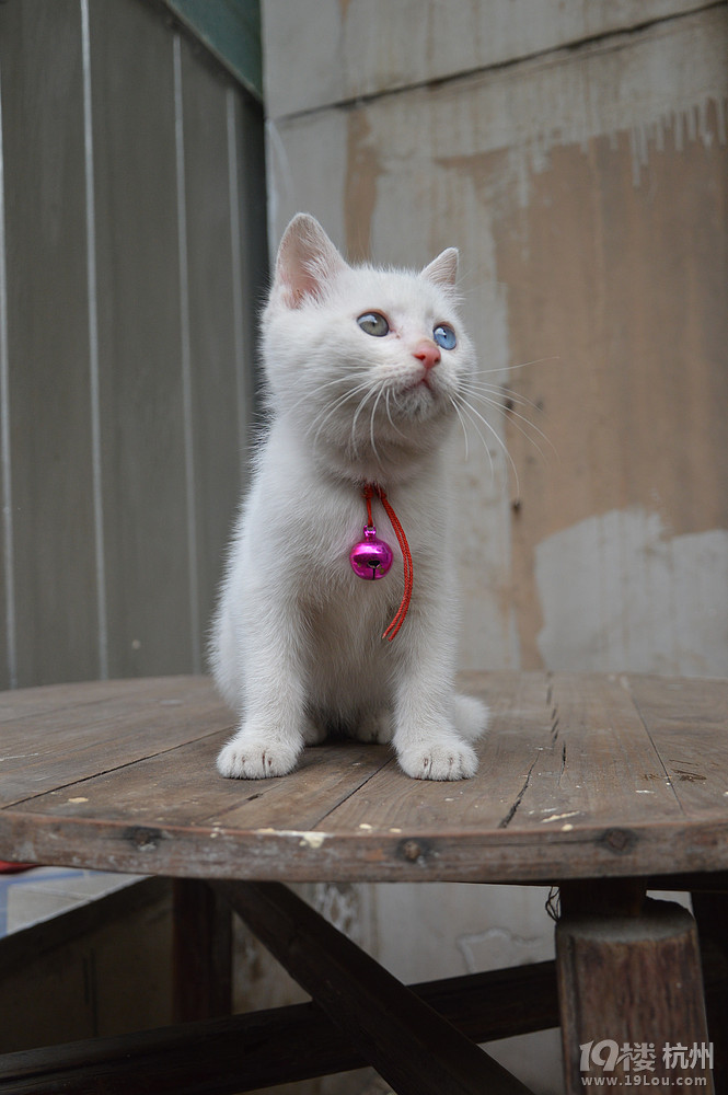 1岁白胖猫送养