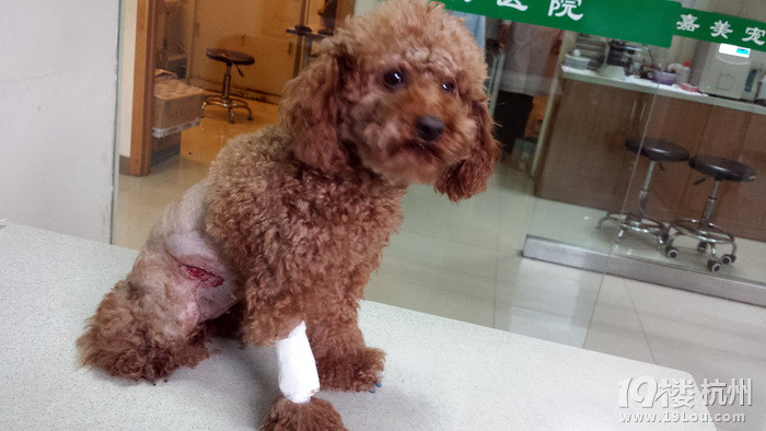 我家狗被大狗咬的腸子露出來,給大家提個(gè)醒,城西公園