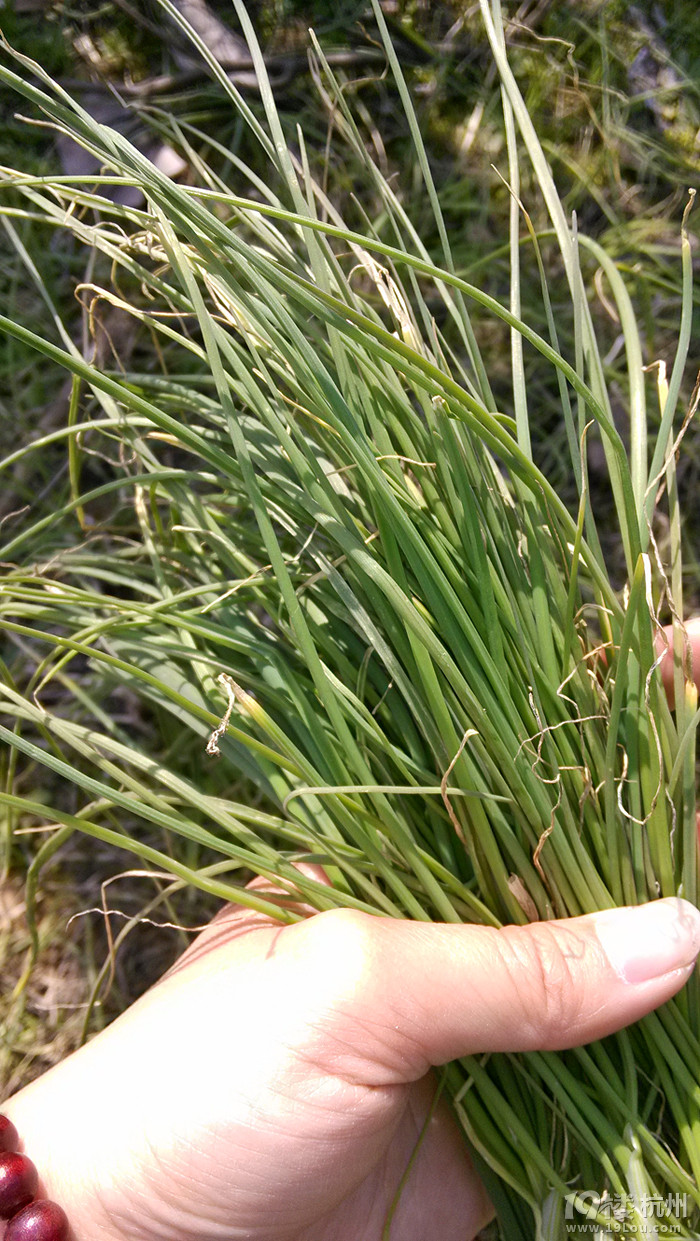 离开杭州,去乡下寻找吃货的梦想(持续更新)-美食狗仔队-美食俱乐部