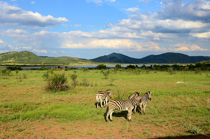 南非游记(1)比林斯堡野生动物保护区