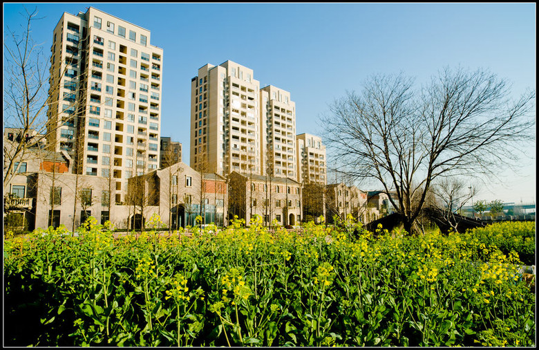 [油菜花]临平新天地