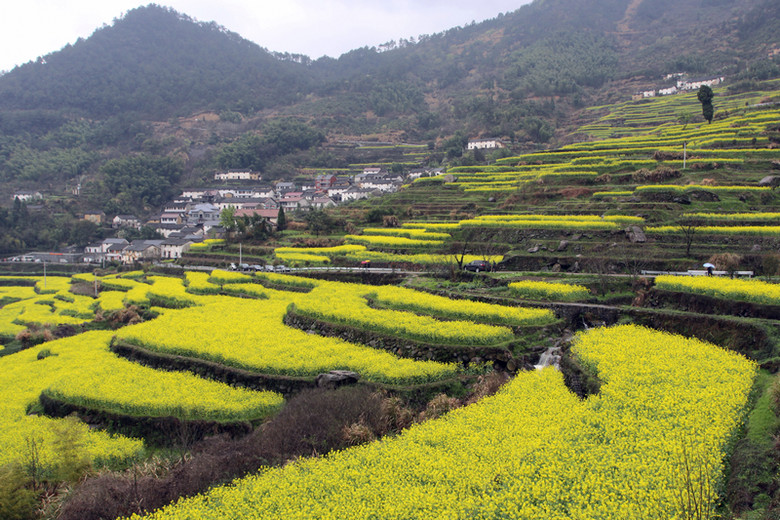 建德油菜花