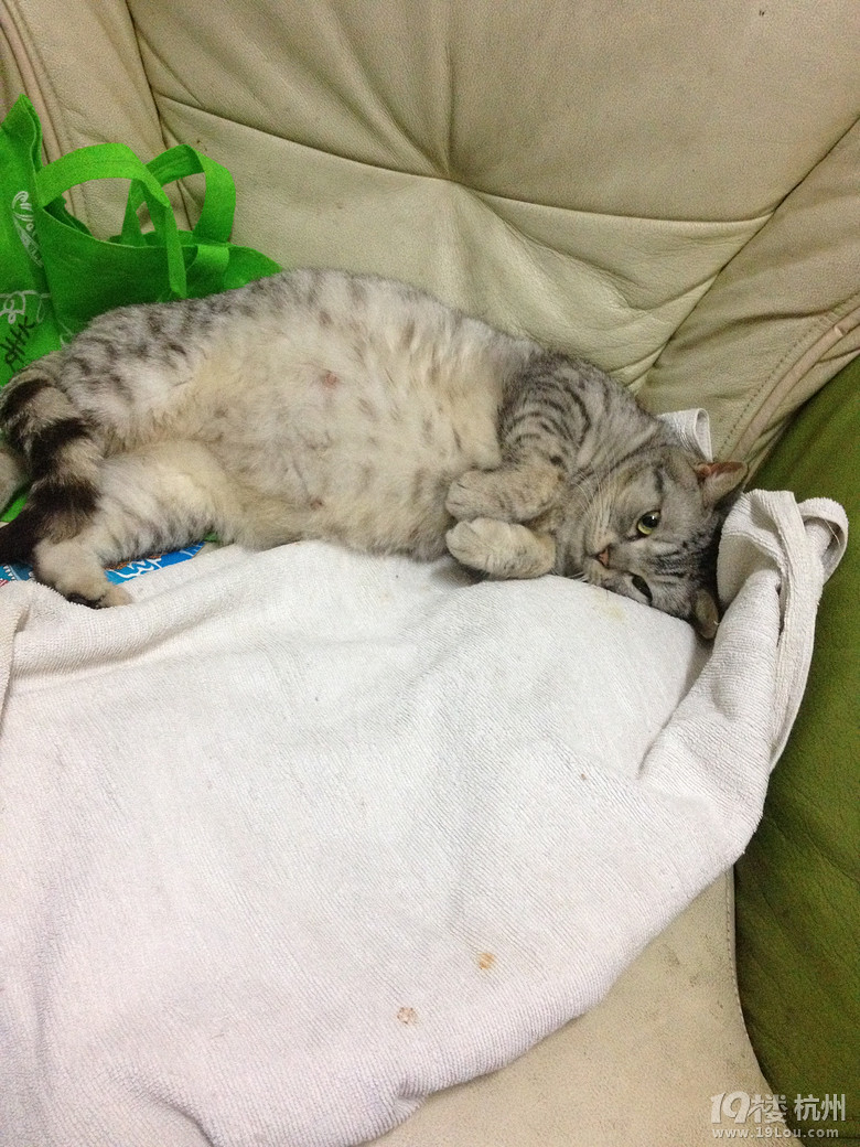 家里英短即将生产 这肚子算大吗