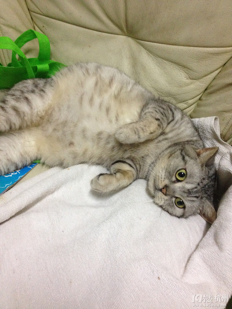 家里英短即将生产 这肚子算大吗