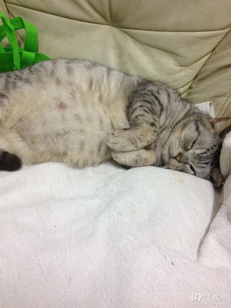 家里英短即将生产 这肚子算大吗