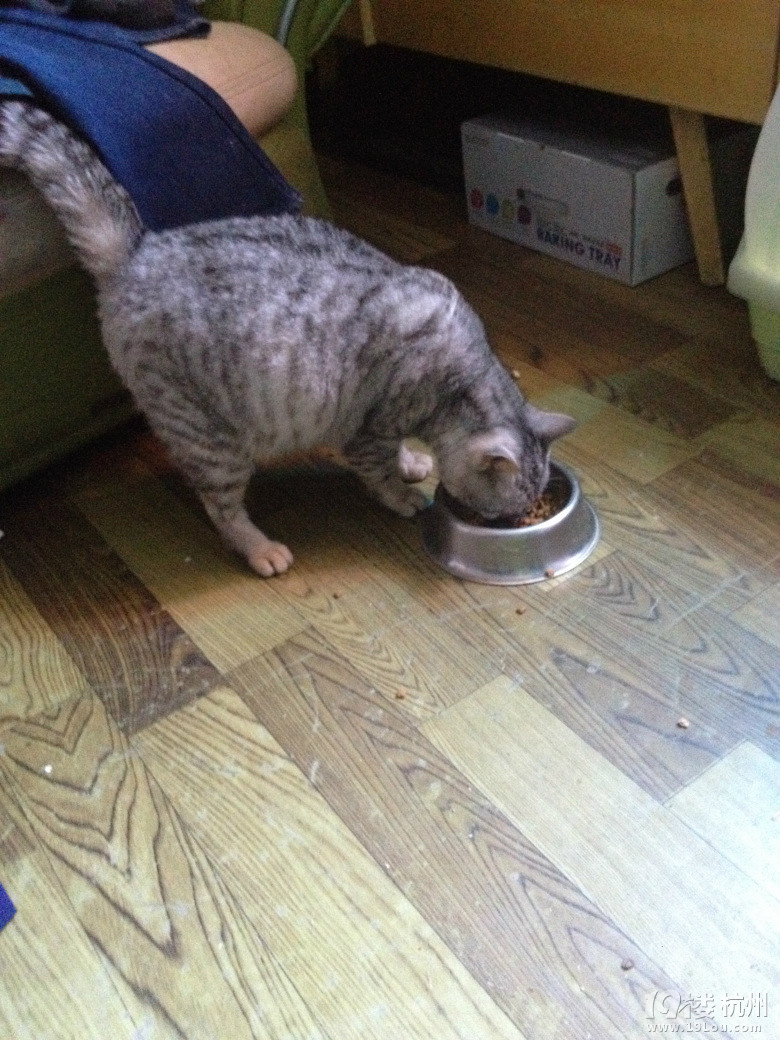 家里英短即将生产 这肚子算大吗