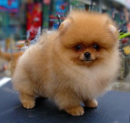 纯种球型哈多利博美宝宝 女神萌宠 绝对萌翻你