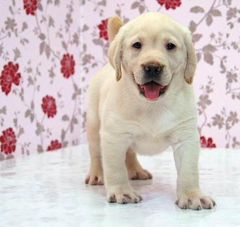 短毛中型猎犬拉布拉多犬 漂亮的宽嘴狗狗小拉拉出售