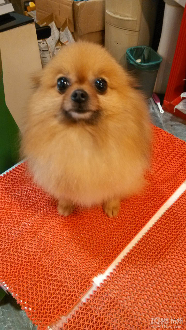 【推荐】心有所宠 PETIO全系列零食促销活动