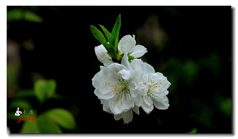 白碧桃花