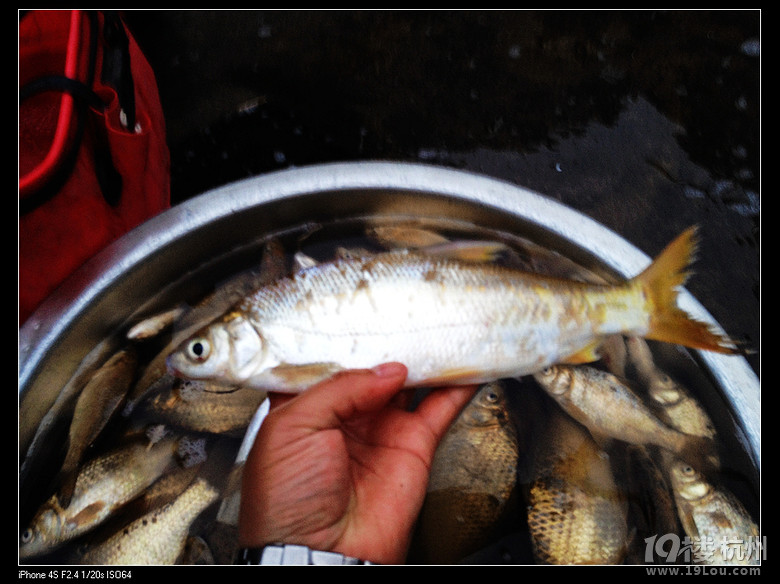諸暨行鯽魚時(shí)速60——70!