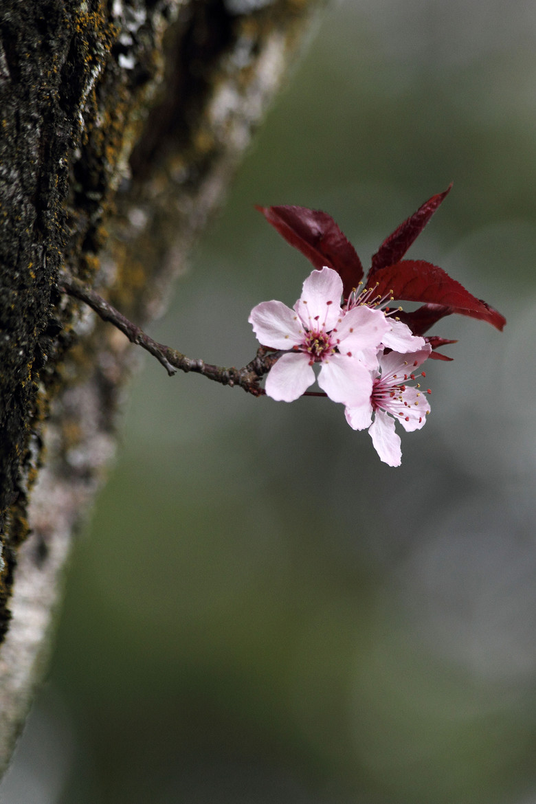 枯木逢春一枝独秀