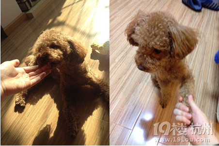 OMG 狗狗也能诱发儿童特应性皮炎