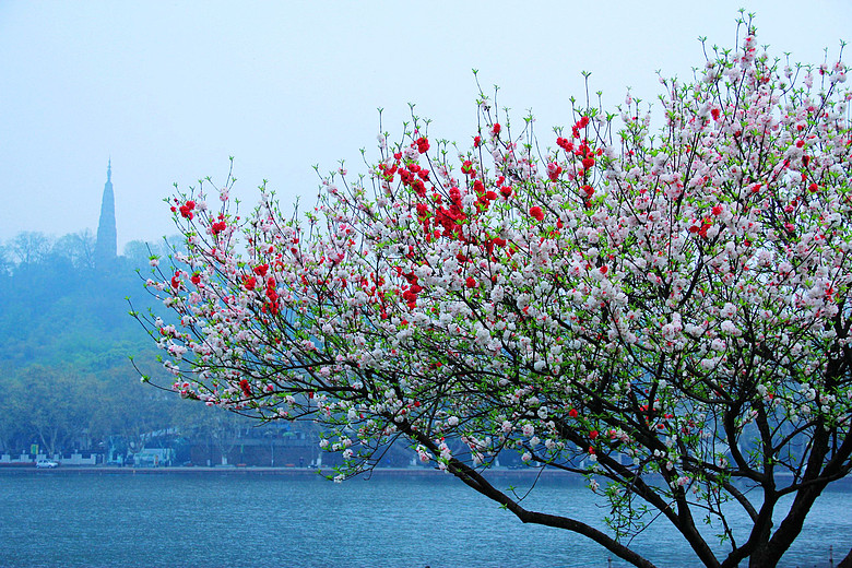 白堤春晨桃嫣红