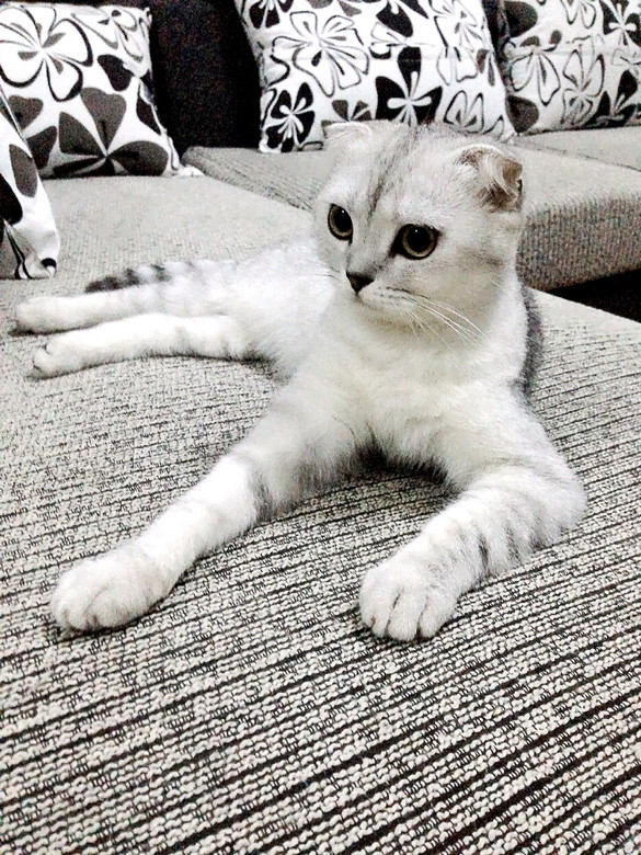 谁家有立耳银渐层英短gg,求配种