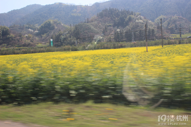 周末黃山花海自駕游----2014.03.22