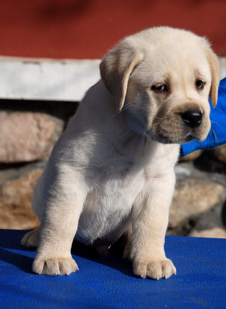 【【正規狗場拉布拉多犬,保健康保純種,合同三包