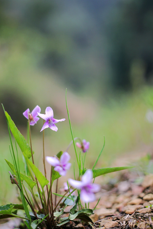 小野花也有春天
