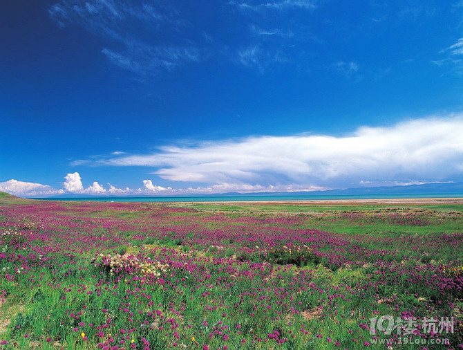 7.8月在这个热情的季节,去西北吧,徜徉在绿色的