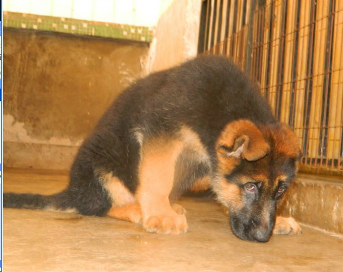 特价宽嘴大头 高品质德国牧羊犬转让 品质健康双保障