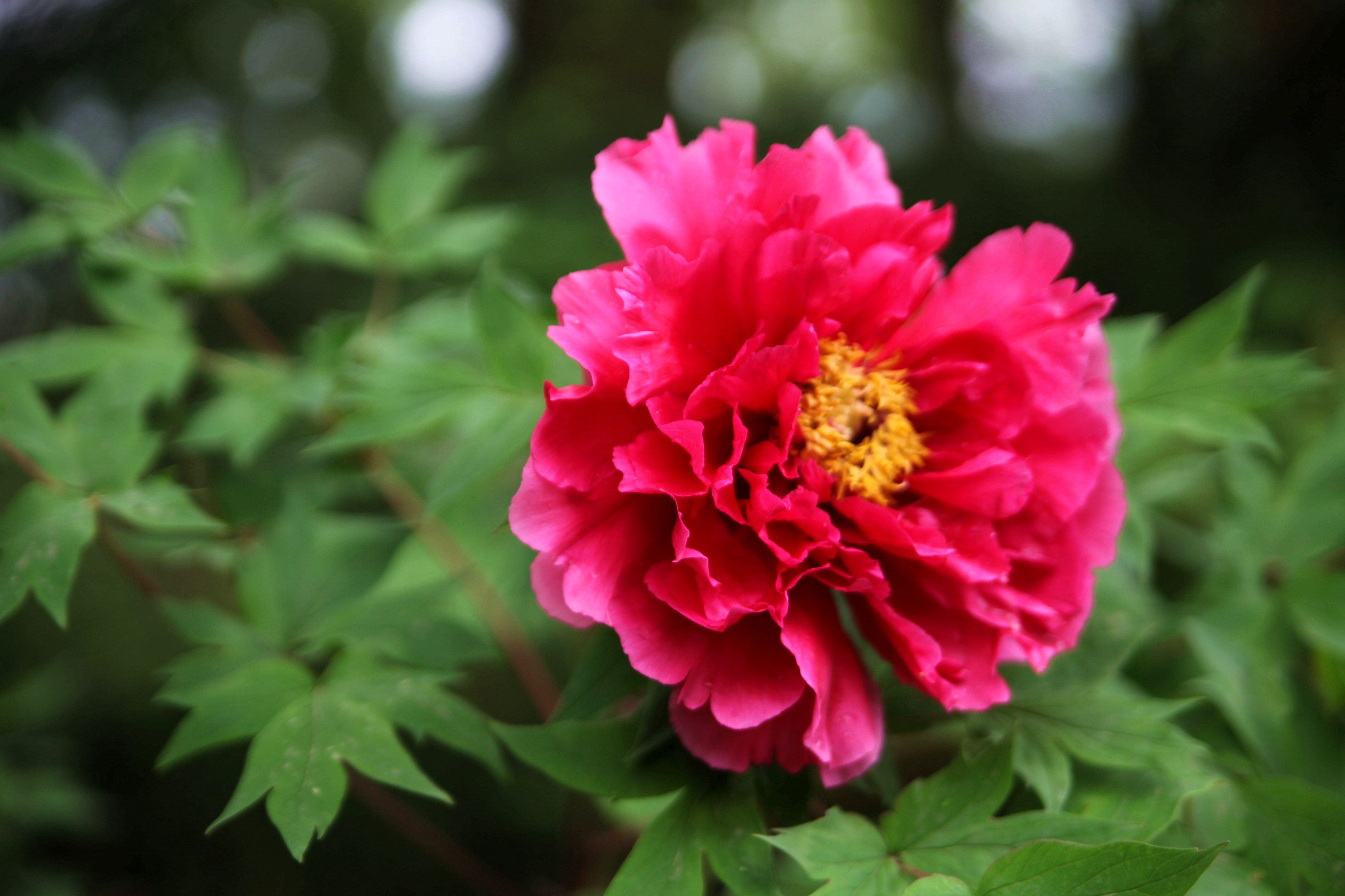 【新观察】国色天香-牡丹花(1)