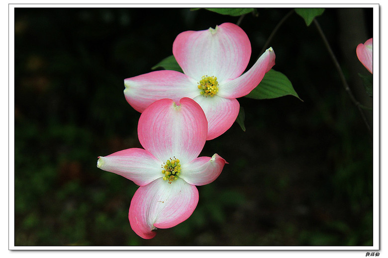 两棵多花梾木分别开出漂亮的奶白色和粉红色的花