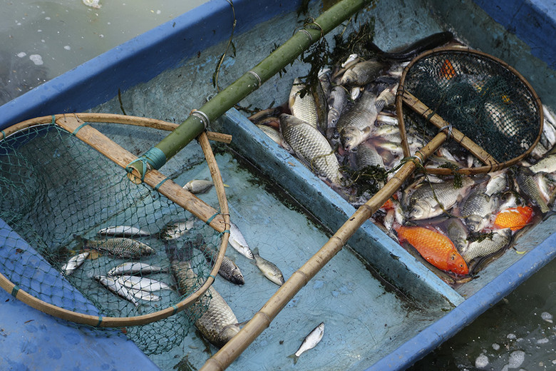 西湖荷花池清塘 捞鱼者蜂拥而至