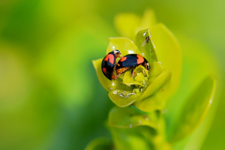 微距:[彩色瓢虫]