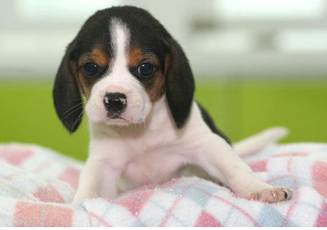 正宗比格鲁犬 质量保证 杭州稀少品种,可包签健康协议