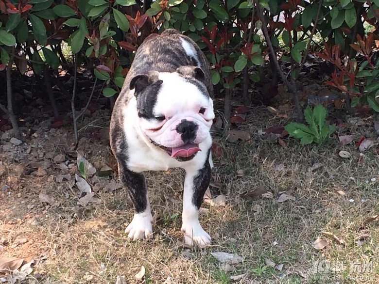 良渚文化村 春漫里宠物店现销售法斗 边牧 贵宾火热进行中