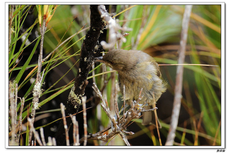 铃鸟(bellbird)——鸟的天堂阿尔瓦岛(ulva island)