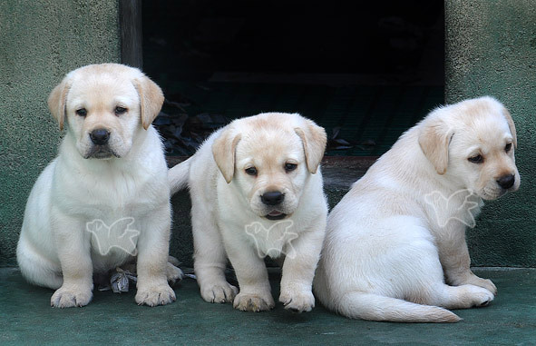 拉布拉多犬純種幼犬出售,導盲犬小q寵物狗可上門來挑選