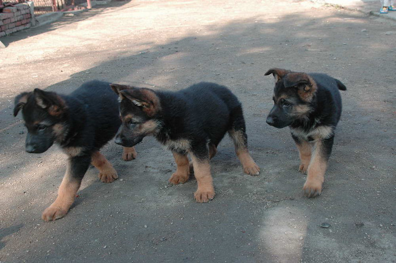 纯种德国牧羊犬德牧幼犬狼狗黑背包健康可上门挑选