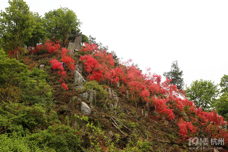 富阳洞桥云台山的映山红